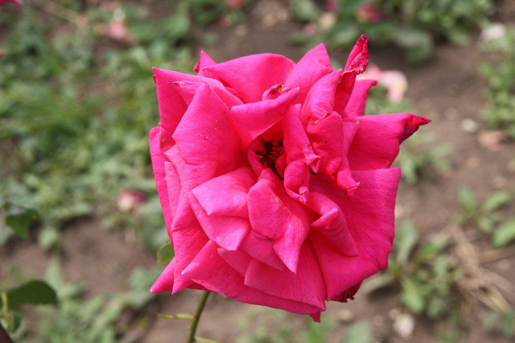 růže Prekrasnaja Rossijanka