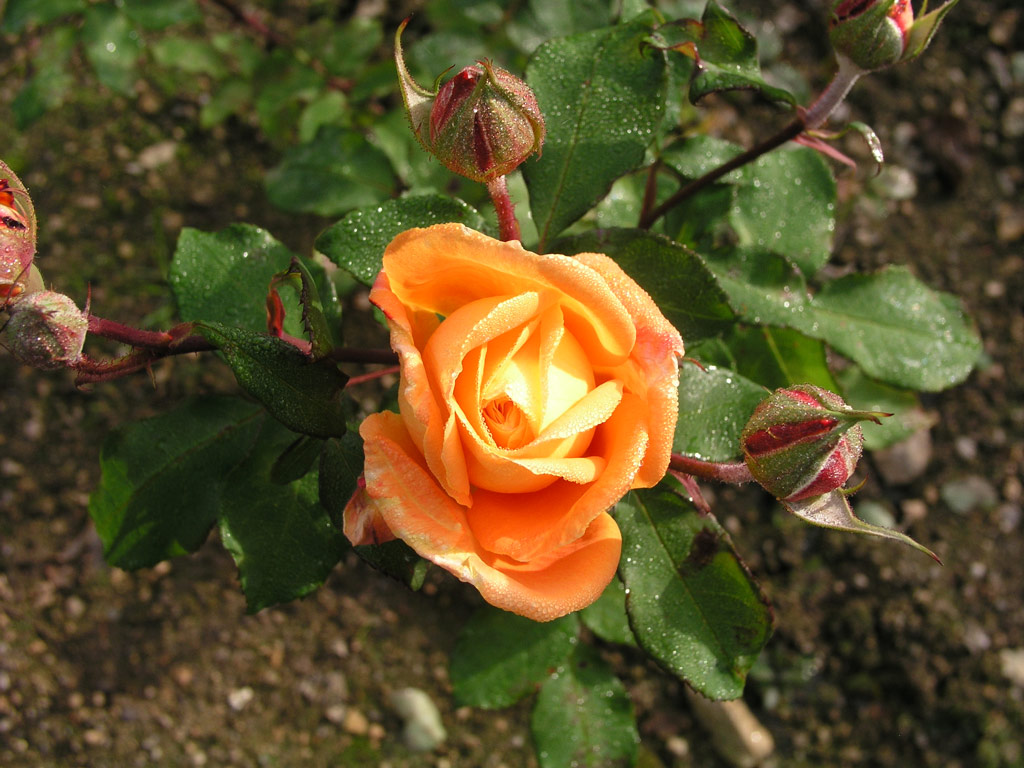 růže Prel�t (Liberec)