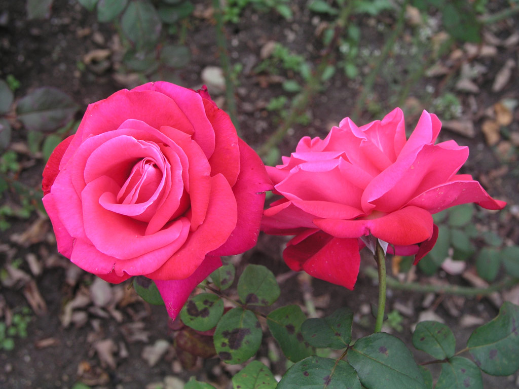 růže Prelt (Olomouc)