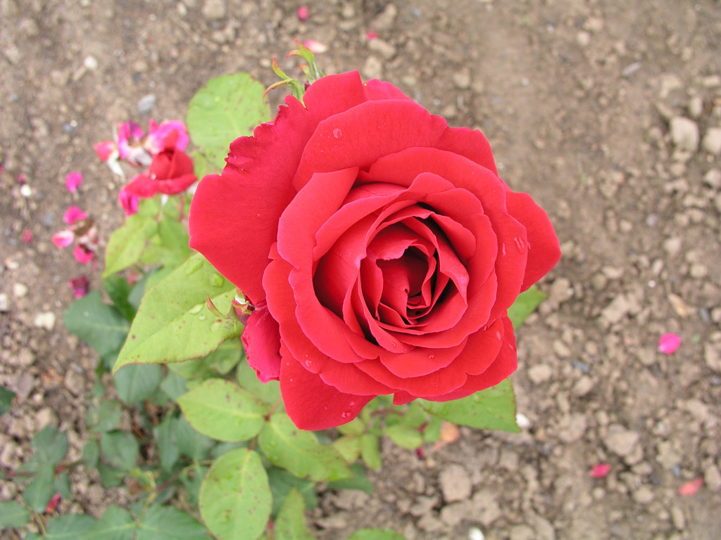 růže President Eisenhower