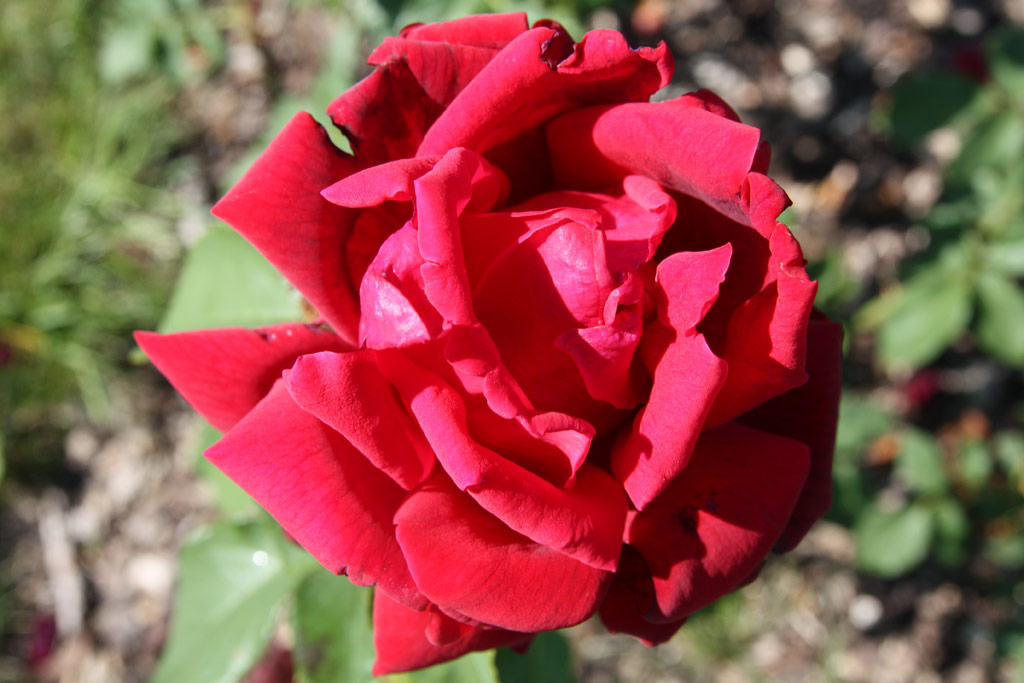 růže President Eisenhower