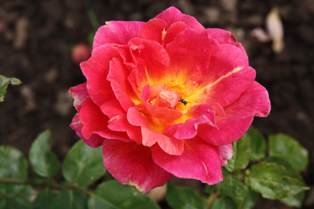 růže Prsident J. B. Croibier