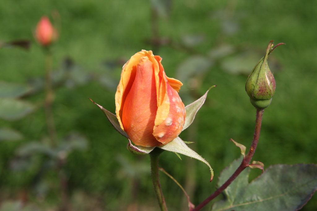 růže Prsident Plumecocq