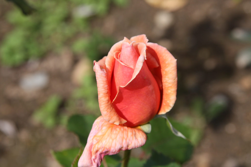 růže Prima Donna (Dickson)