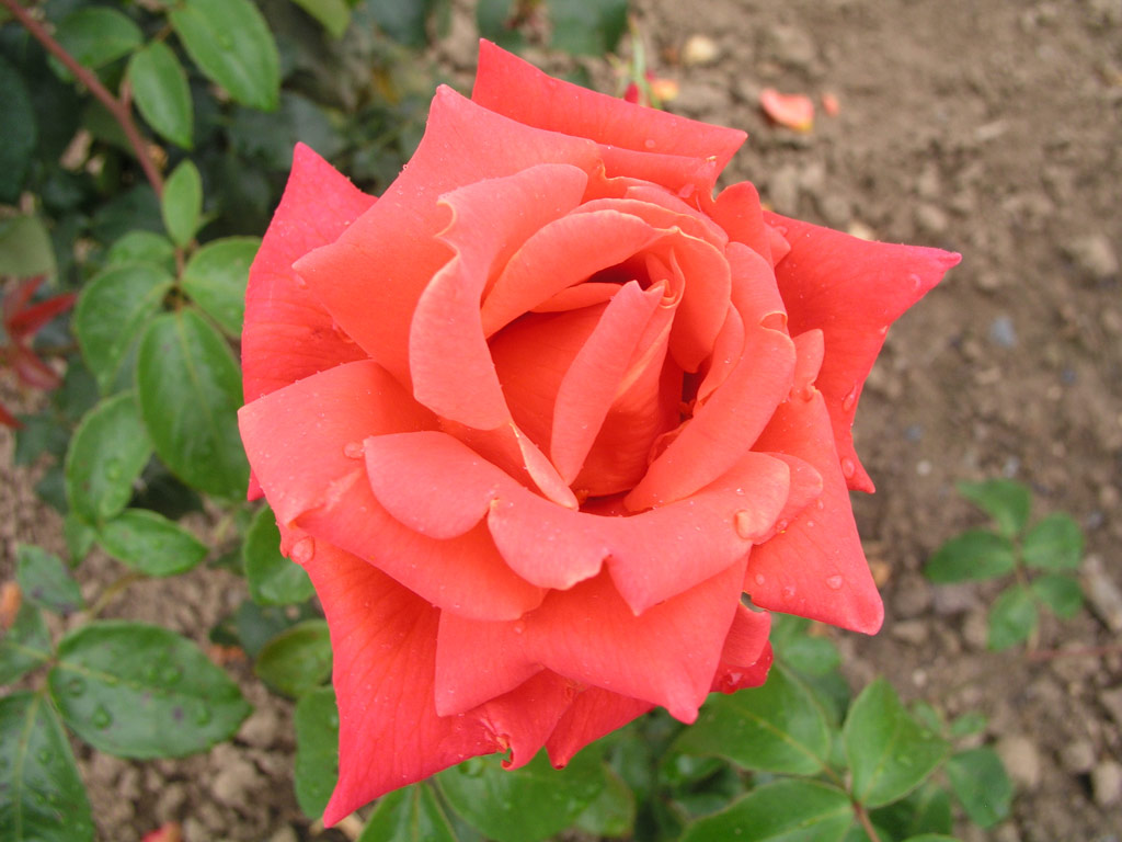 růže Primaballerina