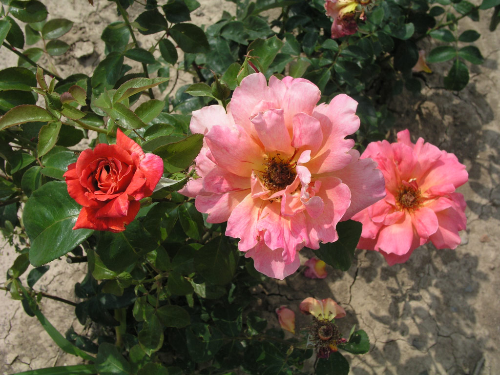růže Primaballerina
