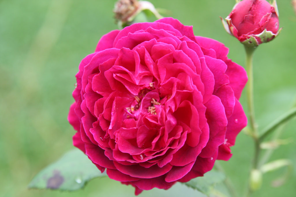 růže Prince Camille de Rohan
