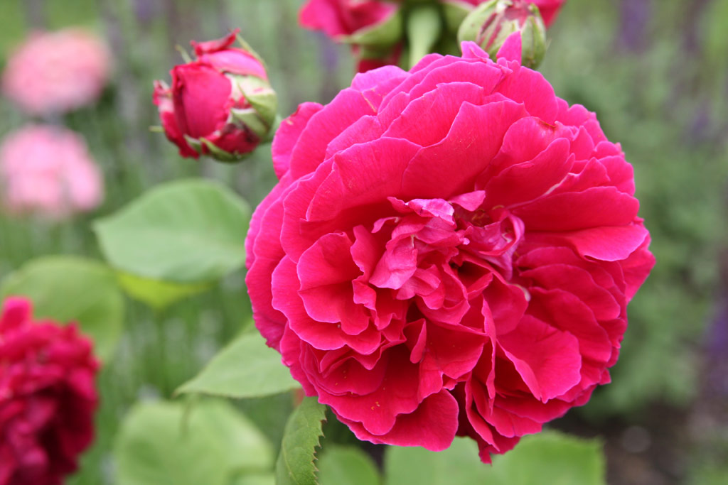 růže Prince Camille de Rohan