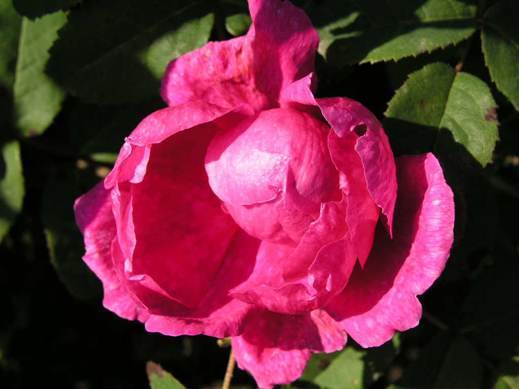 růže Prince Eugene de Beauharnais
