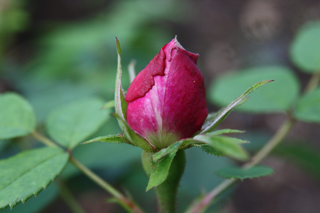 růže Prince Eugene de Beauharnais