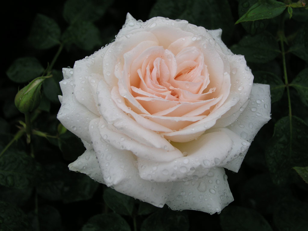 růže Prince Jardinier