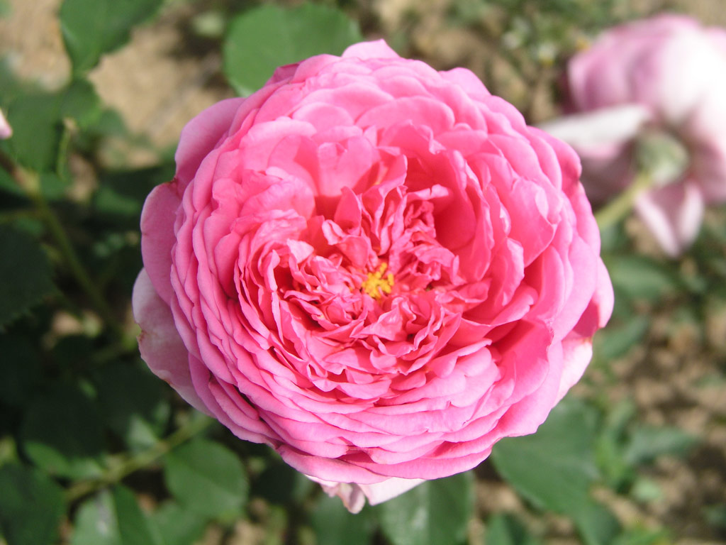 růže Princess Alexandra of Kent