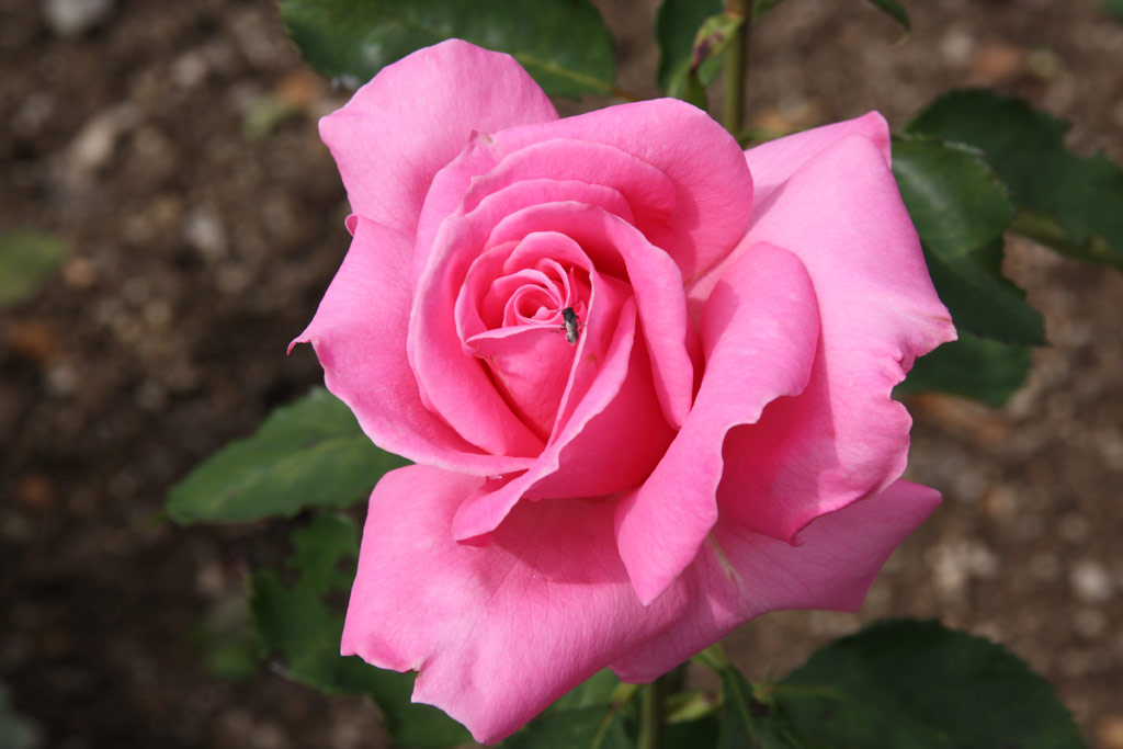 růže Princess Margaret