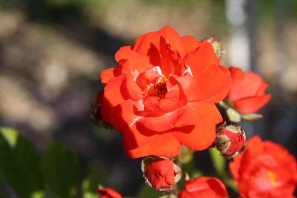 růže Princess van Oranje