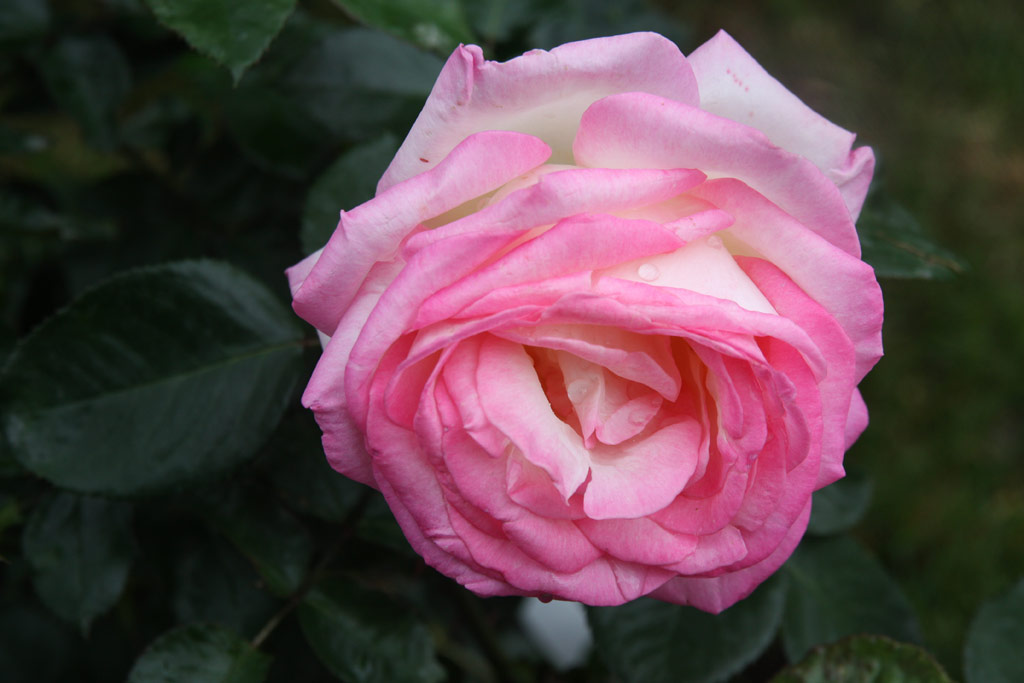 růže Princesse de Monaco