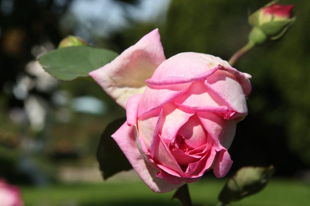 růže Princesse Etienne de Croy