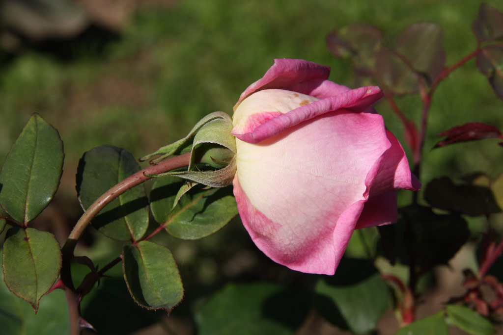 růže Princesse Etienne de Croy