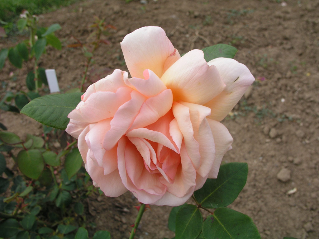 růže Prinses Beatrix