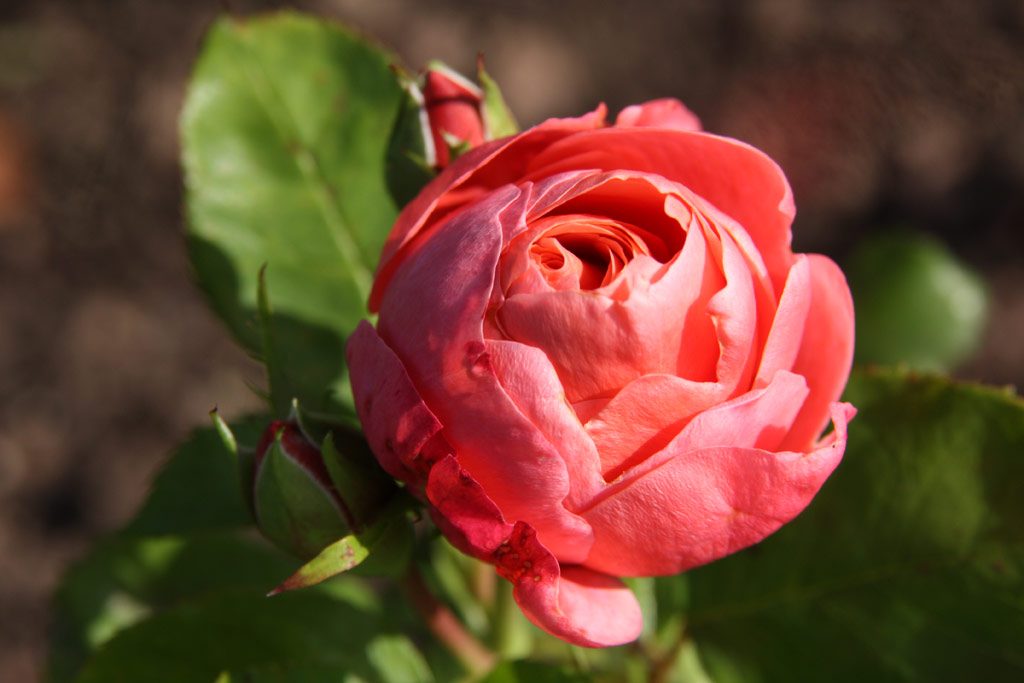 růže Prinsesse Margrethe