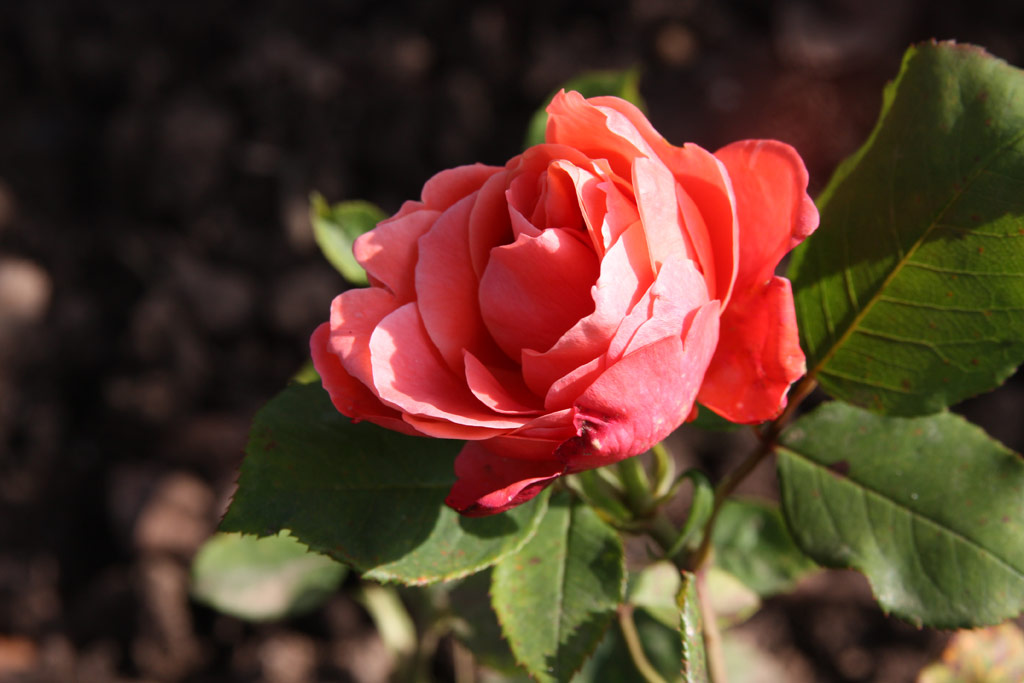 růže Prinsesse Margrethe
