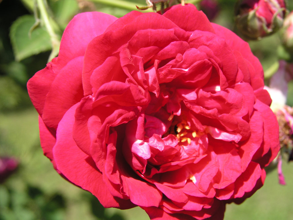 růže Prinz Hirzeprinzchen