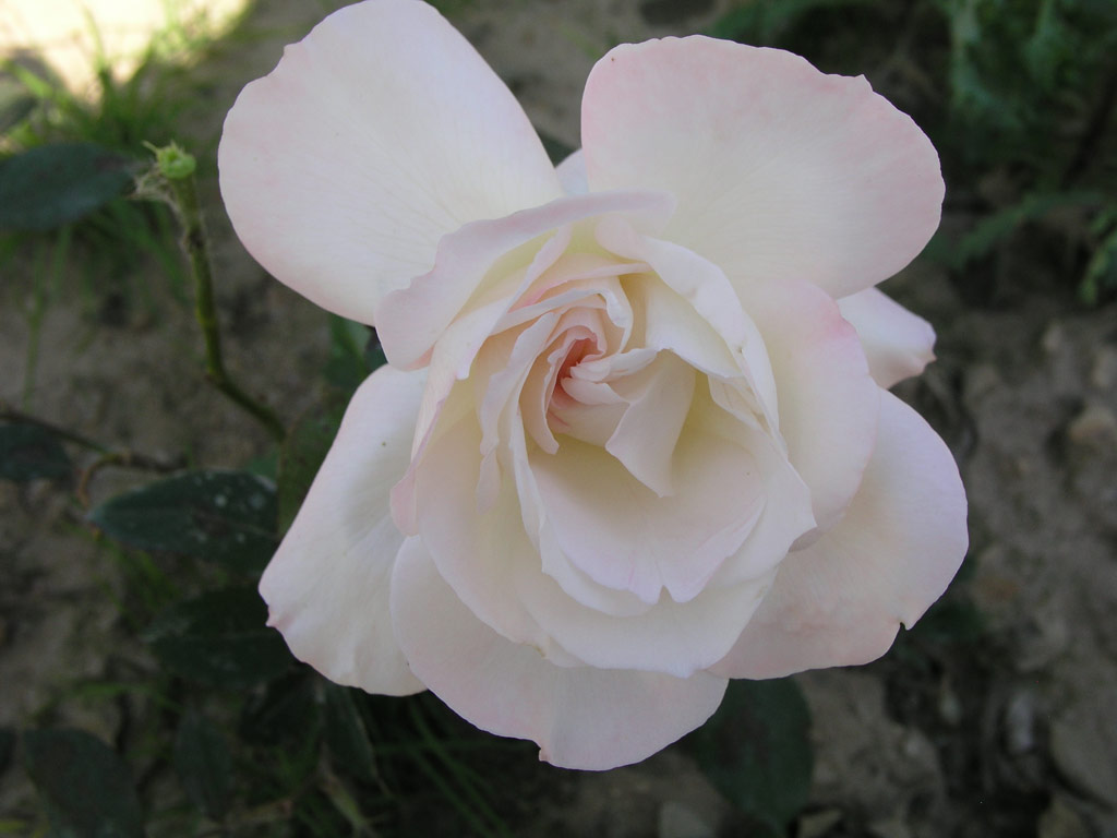 růže Pristine