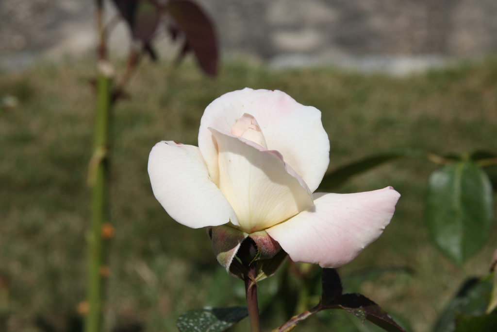 růže Pristine