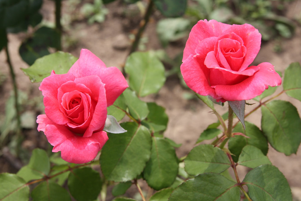 růže Privet iz Alma-Aty