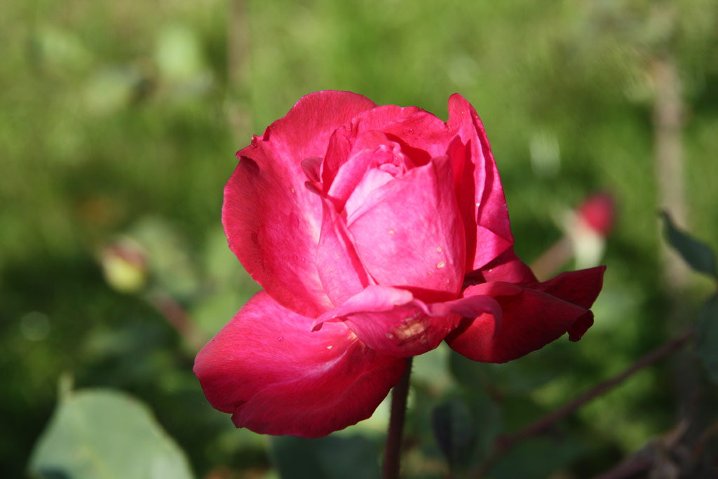 růže Professeur Ganiviat