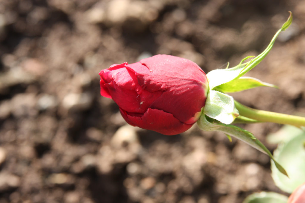 růže Professor Chris Barnard