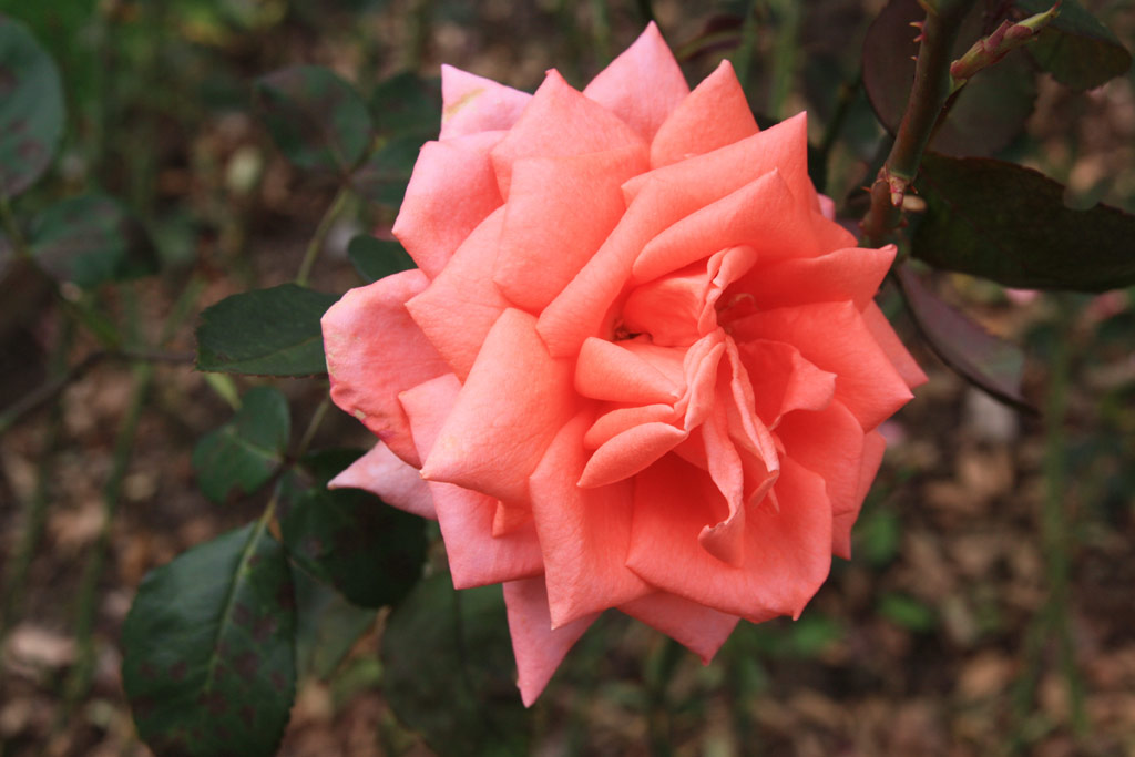 růže Profil