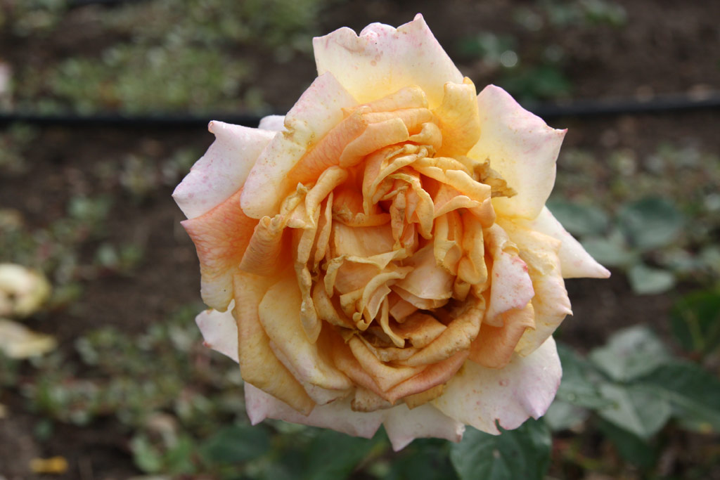 růže Promontor