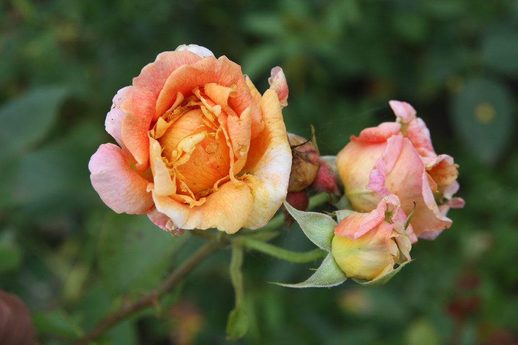 růže Promontor