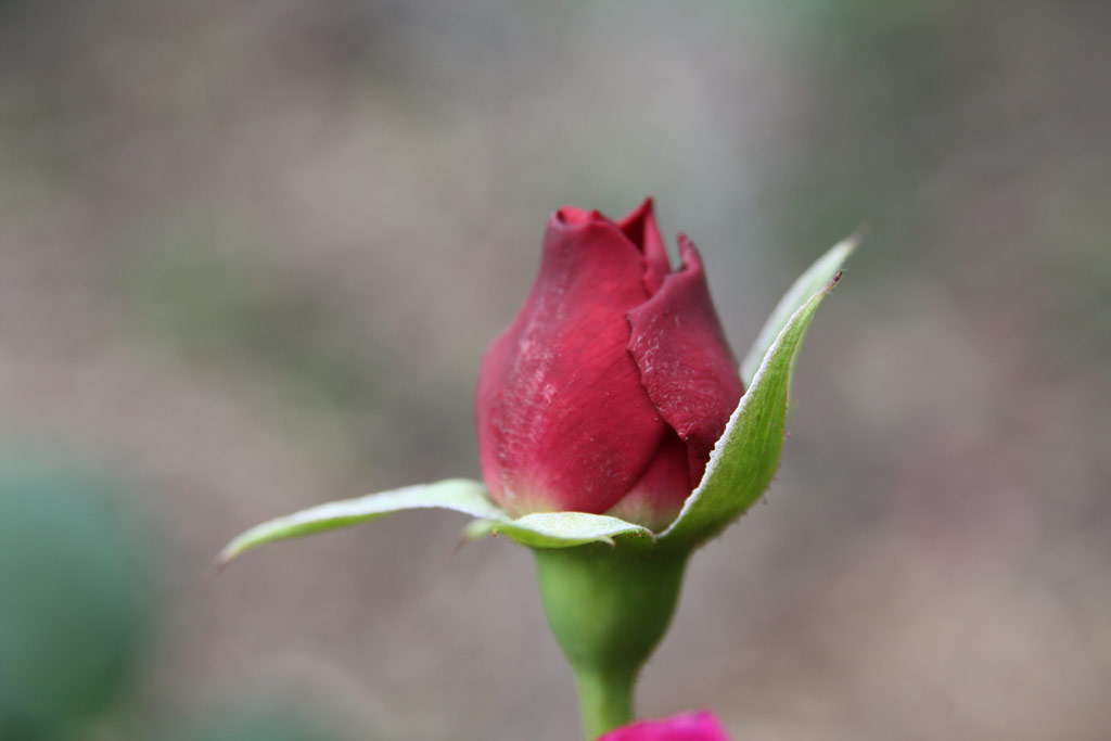 růže Prospero