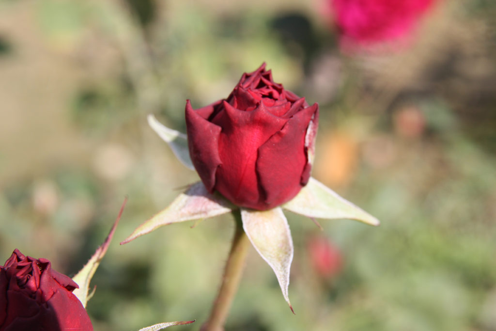růže Prospero