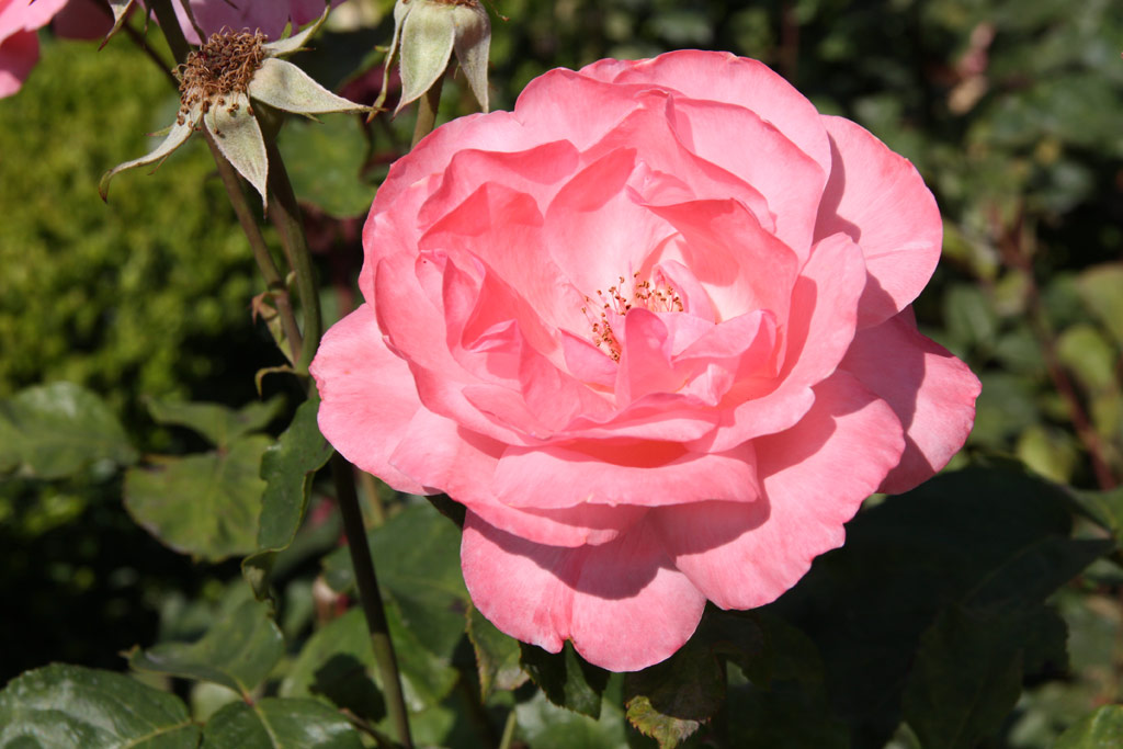růže Queen Elizabeth