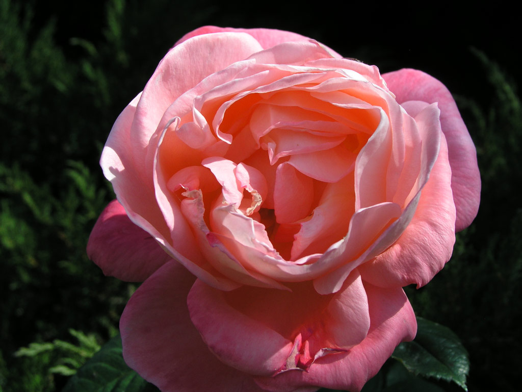 růže Queen Elizabeth