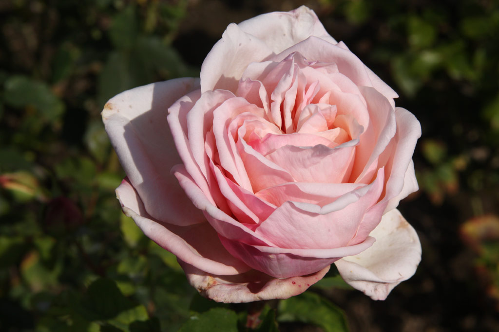 růže Queen Marie