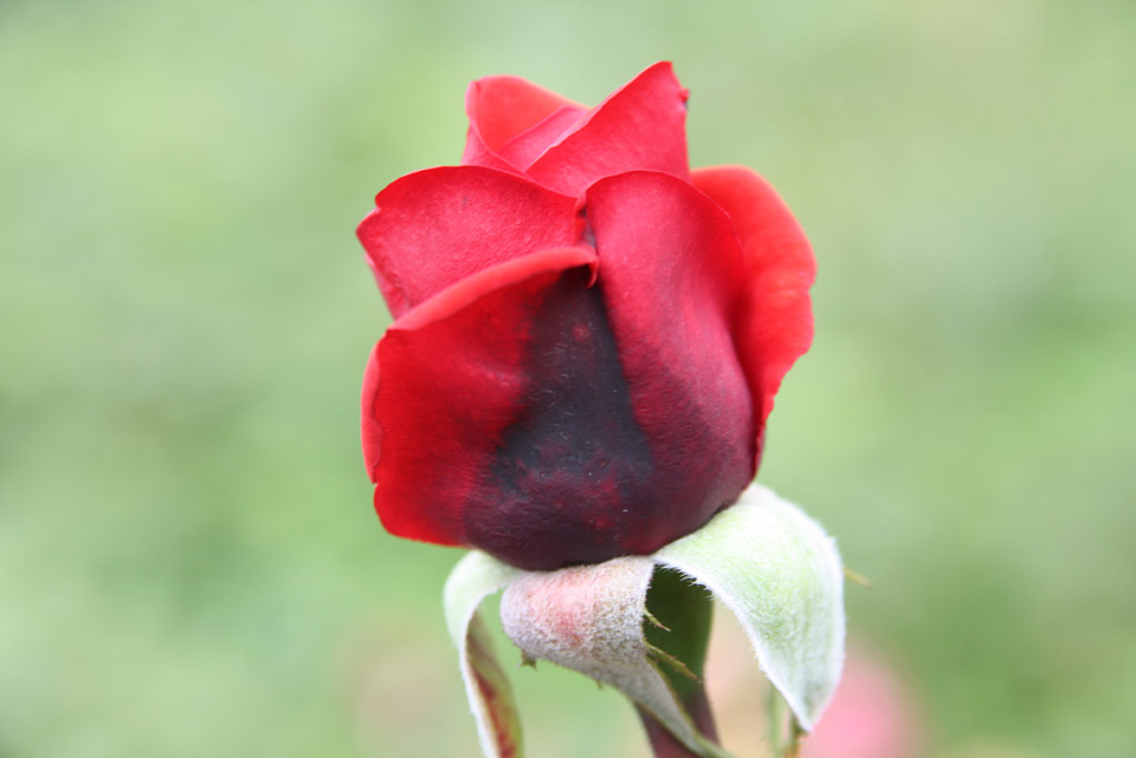 růže Queen of Bermuda