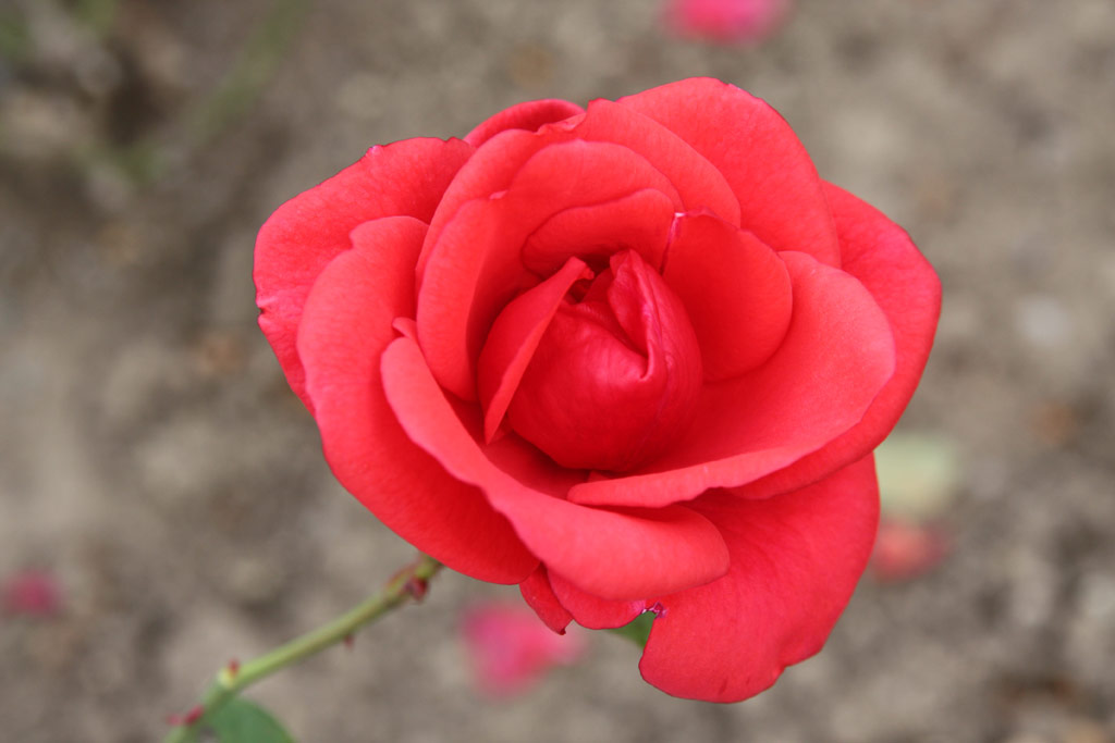 růže Queen of Bermuda