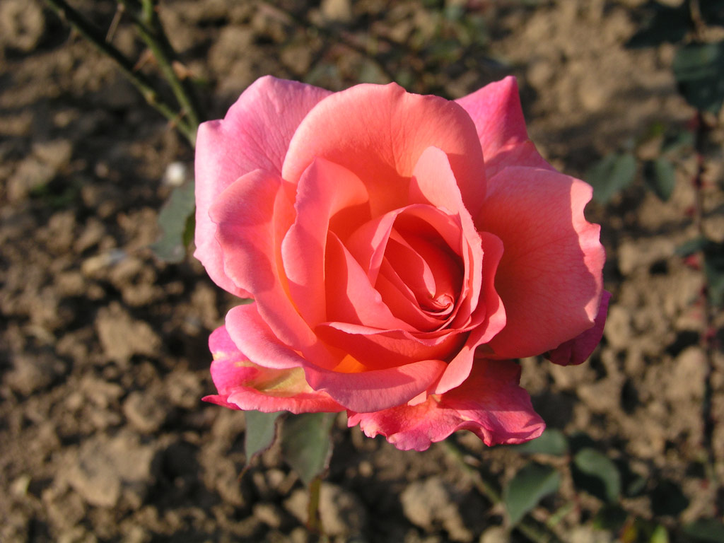 růže R. M. S. Queen Mary