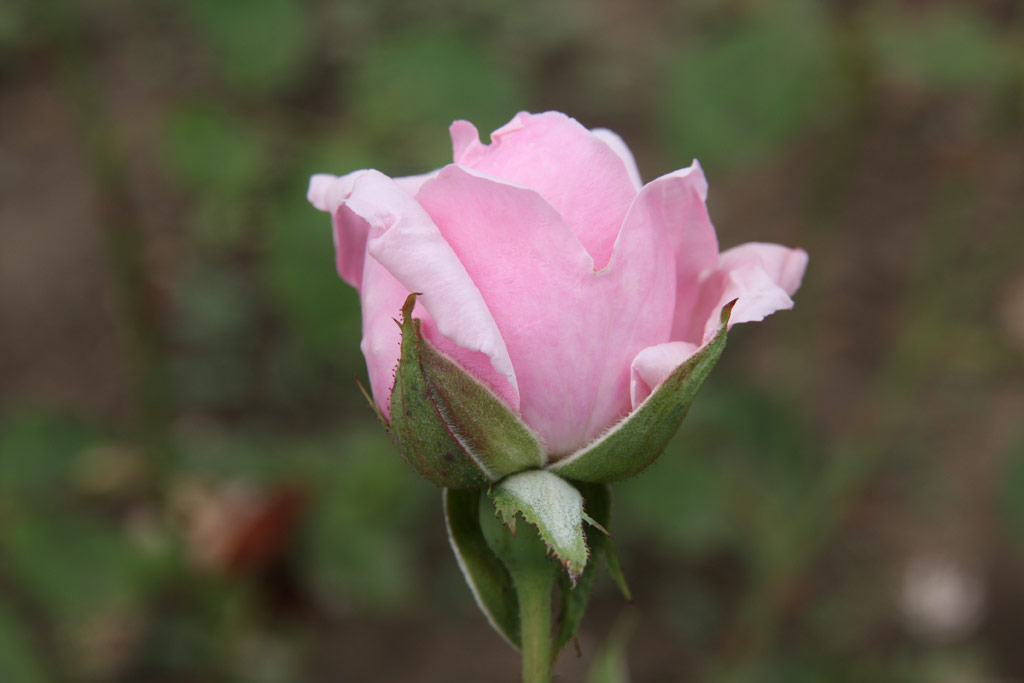 růže Radiance