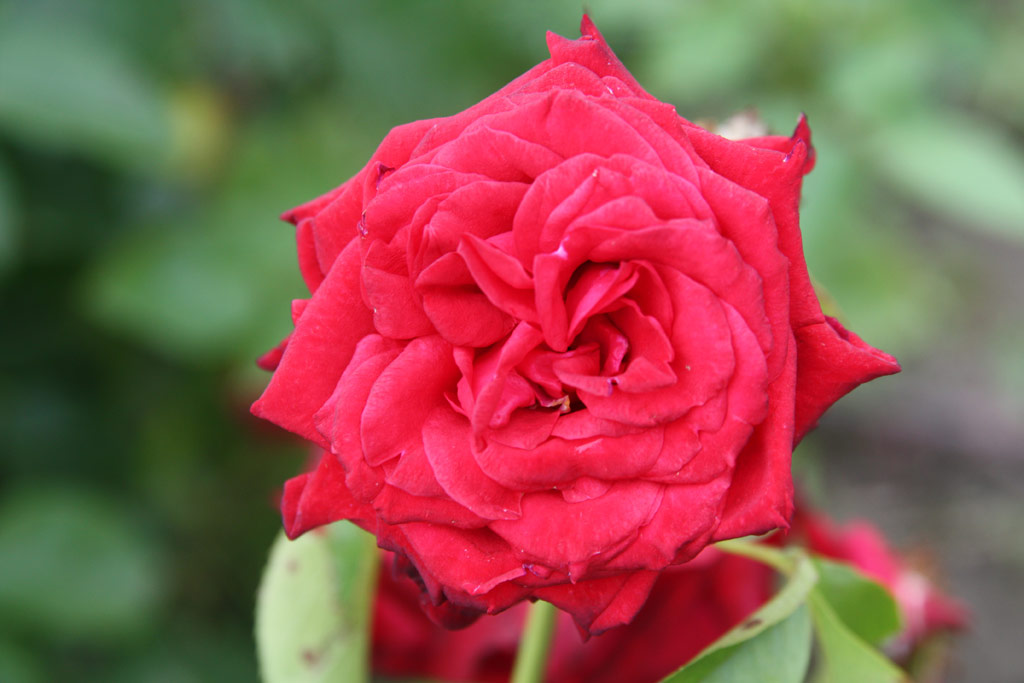 růže Radnti Mikls Emlke