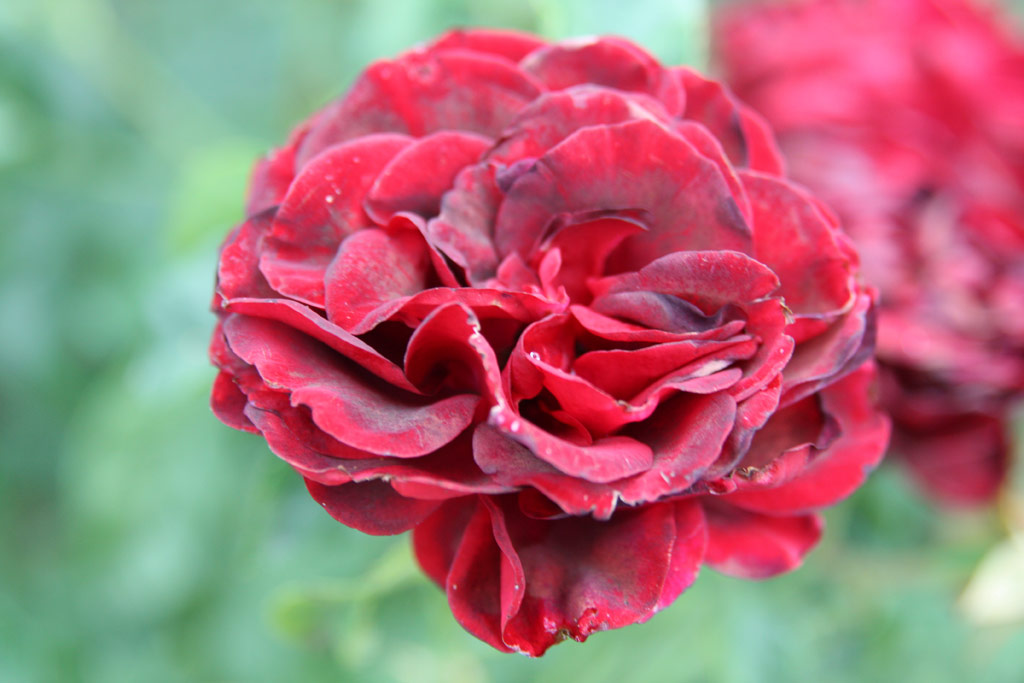růže Radnti Mikls Emlke