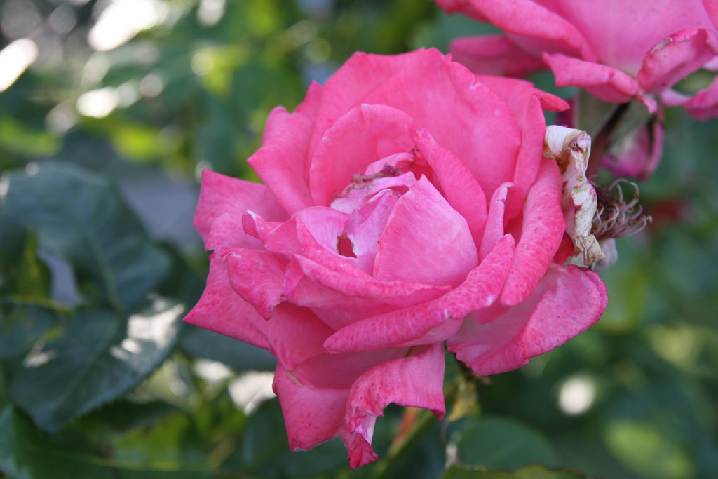 růže Ramira