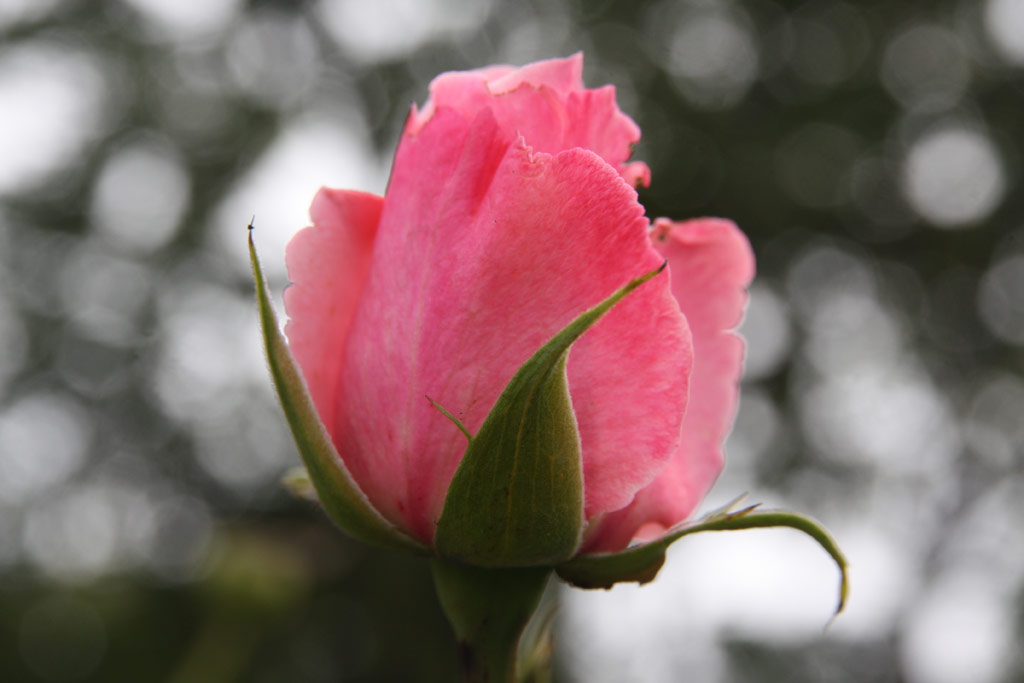 růže Ramira