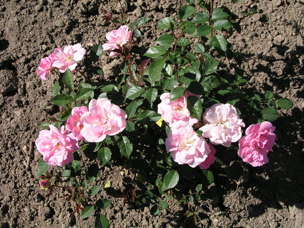 růže Raymond Privat