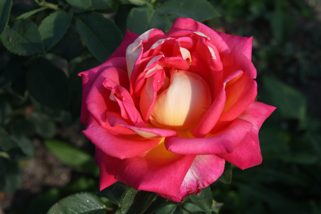 růže Rebecca