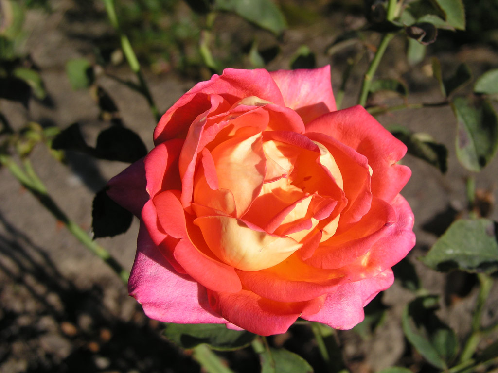 růže Rebecca