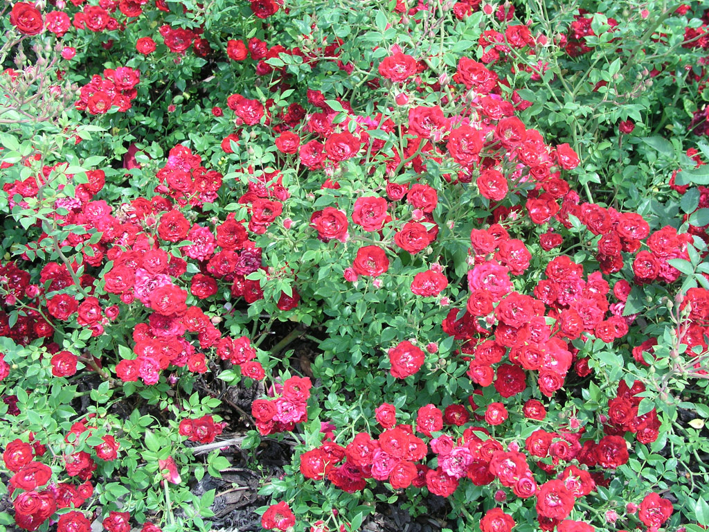 růže Red Cascade